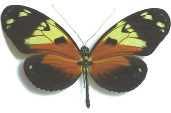 Heliconius ethilla 