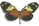 Heliconius ethilla 