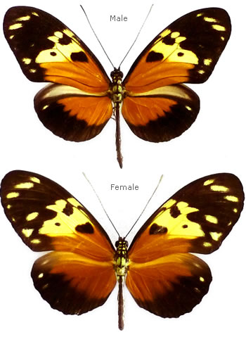 Heliconius hecale 