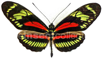 Heliconius hecalesia 