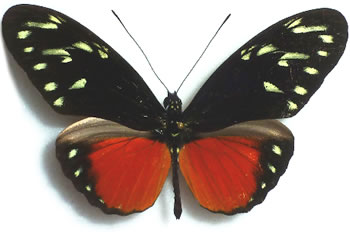 Heliconius hecalesia 