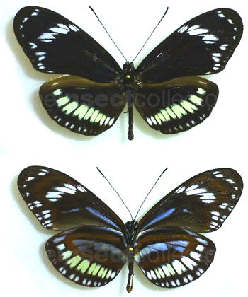 Heliconius hecuba