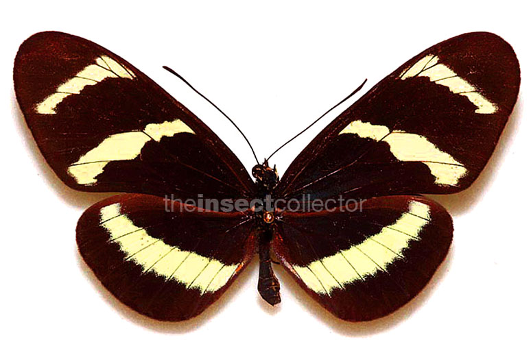 Heliconius hewitsoni 