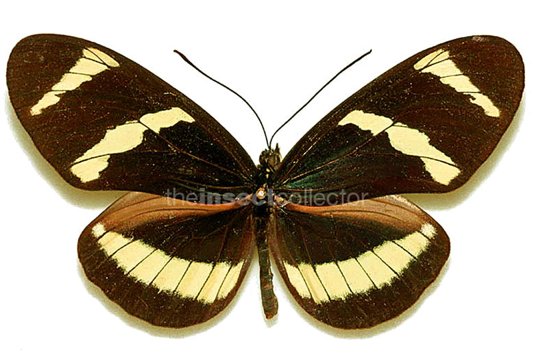 Heliconius hewitsoni 