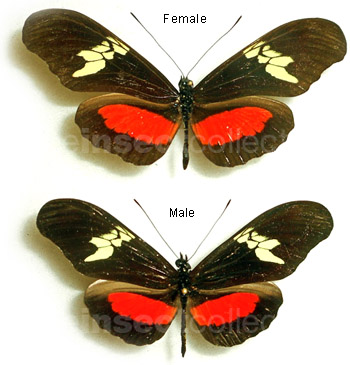 Heliconius hortense