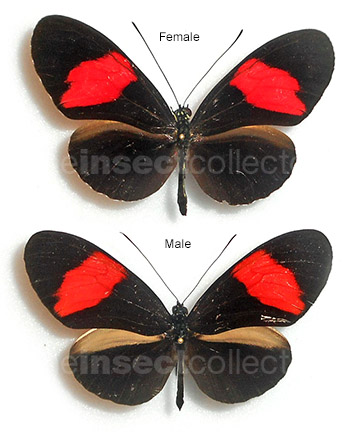 Heliconius melpomene 