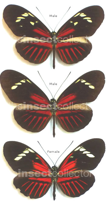 Heliconius melpomene 