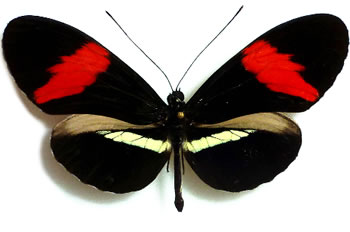 Heliconius melpomene 