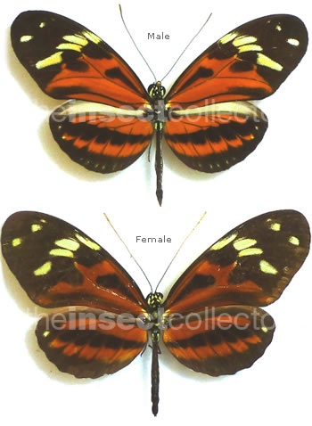 Heliconius numata 