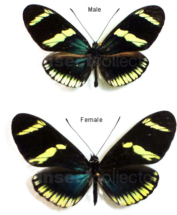 Heliconius sara 