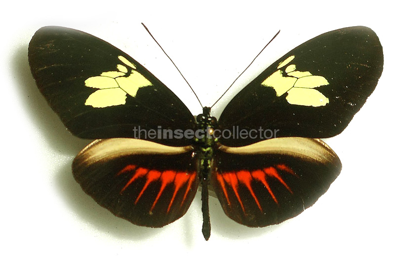 Heliconius timareta