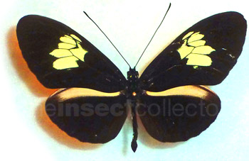 Heliconius timareta