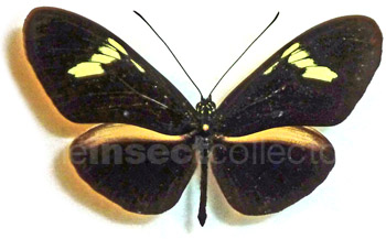 Heliconius timareta