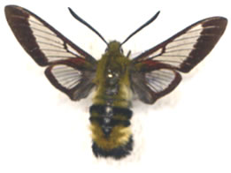 Hemaris beresowskii