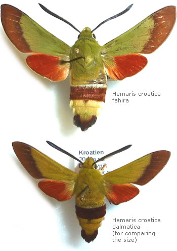 Hemaris croatica 