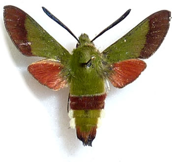 Hemaris croatica 