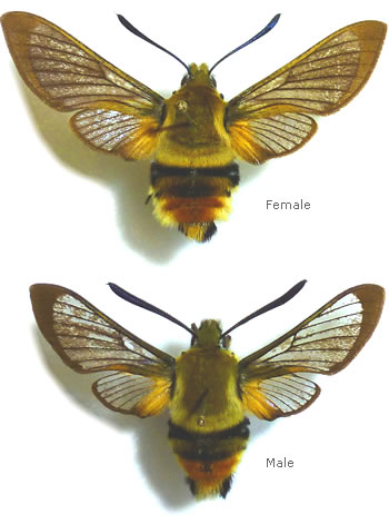 Hemaris galunae (2005) 