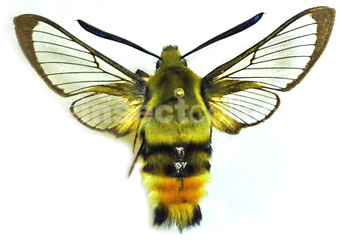 Hemaris tityus(=scabiosae)