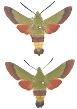 Hemaris croatica 