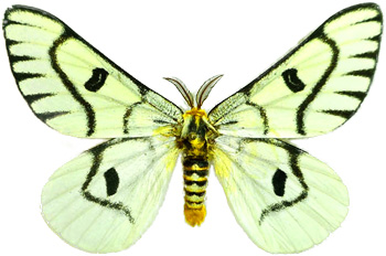 Hemileuca hera 