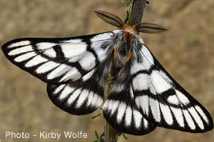 Hemileuca griffini