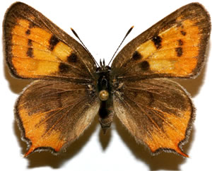 Hermelycaena hermes