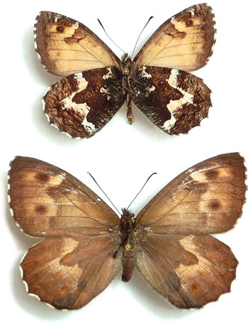 Hipparchia azorina (=miguelensis) 