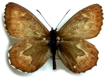 Hipparchia azorina 