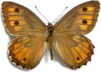 Hipparchia blachieri  