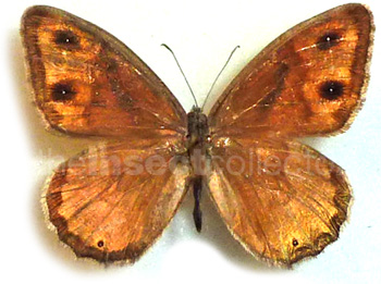 Hipparchia hansii