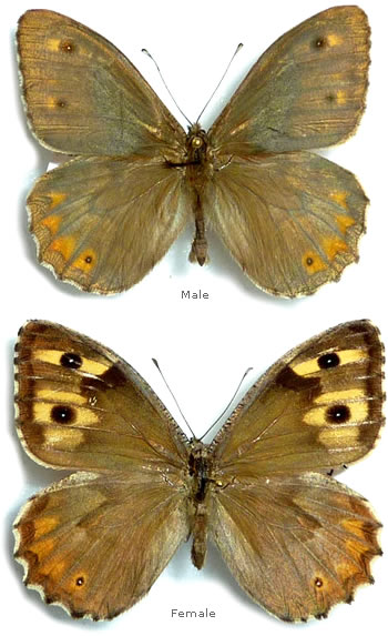 Hipparchia mersina