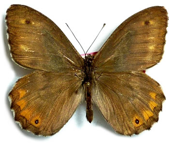 Hipparchia mersina 