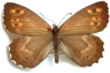 Hipparchia miguelensis