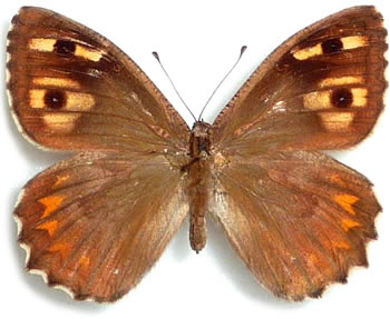 Hipparchia muelleri 