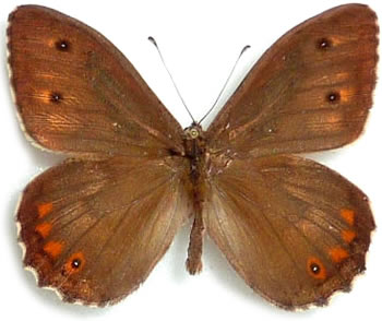 Hipparchia muelleri 