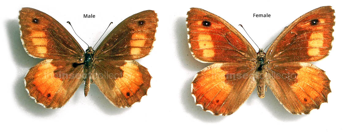 Hipparchia neomiris