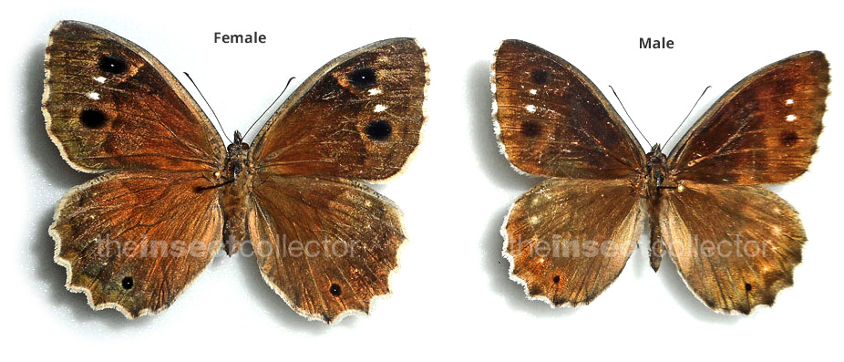 Hipparchia statilinus