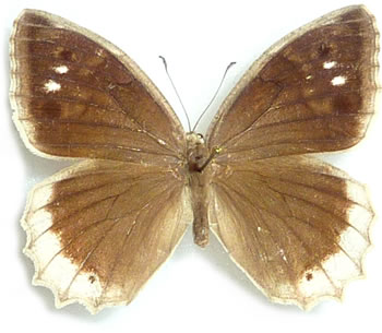 Hipparchia stulta