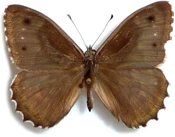 Hipparchia tewfiki