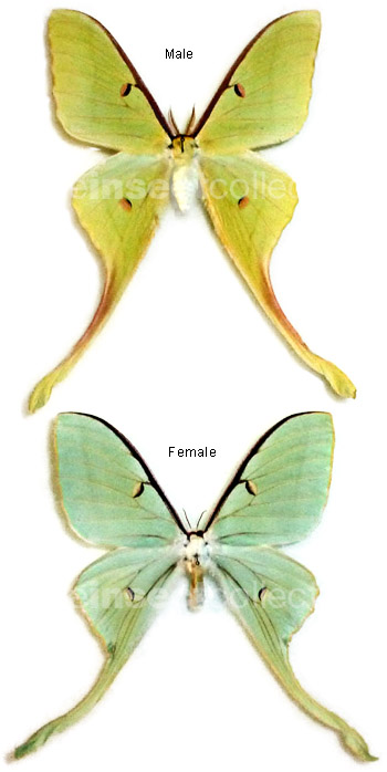 Actias dubernardi x Actias luna Hybrid 