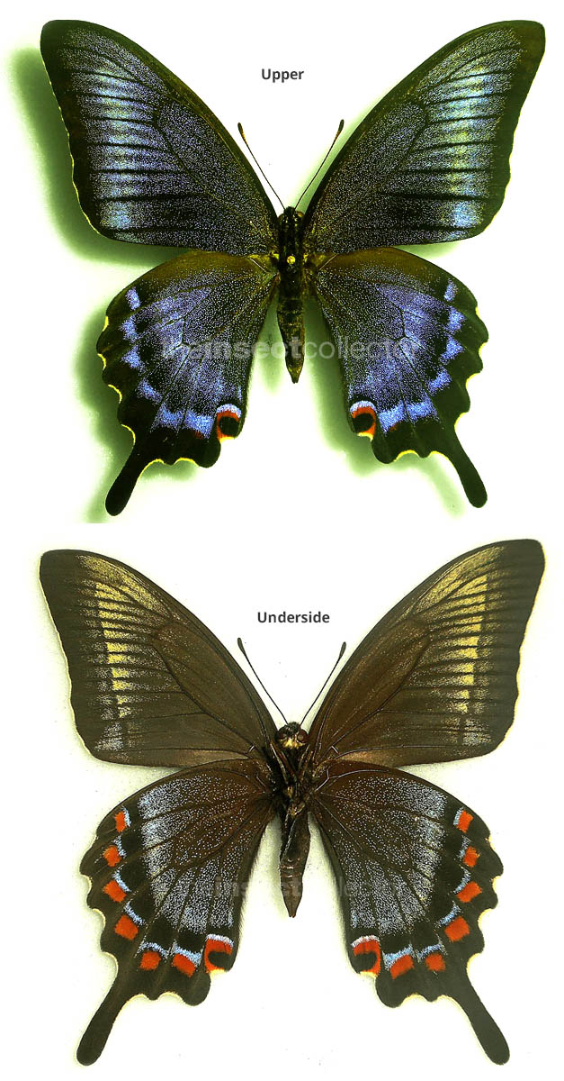Papilio machaon x Papilio maacki form2