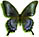 Papilio machaon x Papilio maacki form2