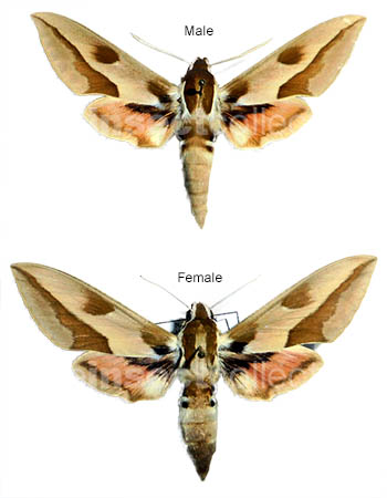 Hyles centralasiae