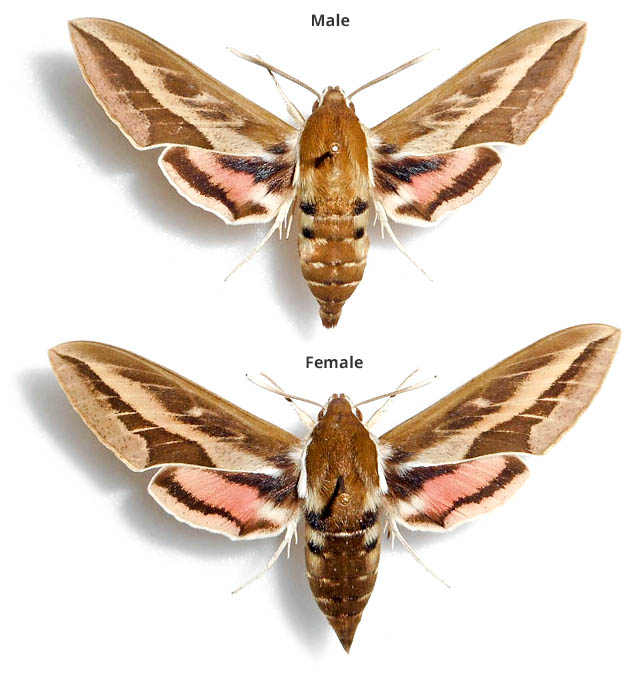 Hyles HYBRID euphorbiae x H.livornica