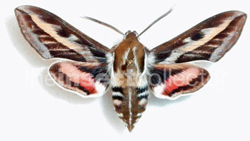 Hyles gallii 