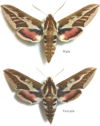 Hyles himrayensis