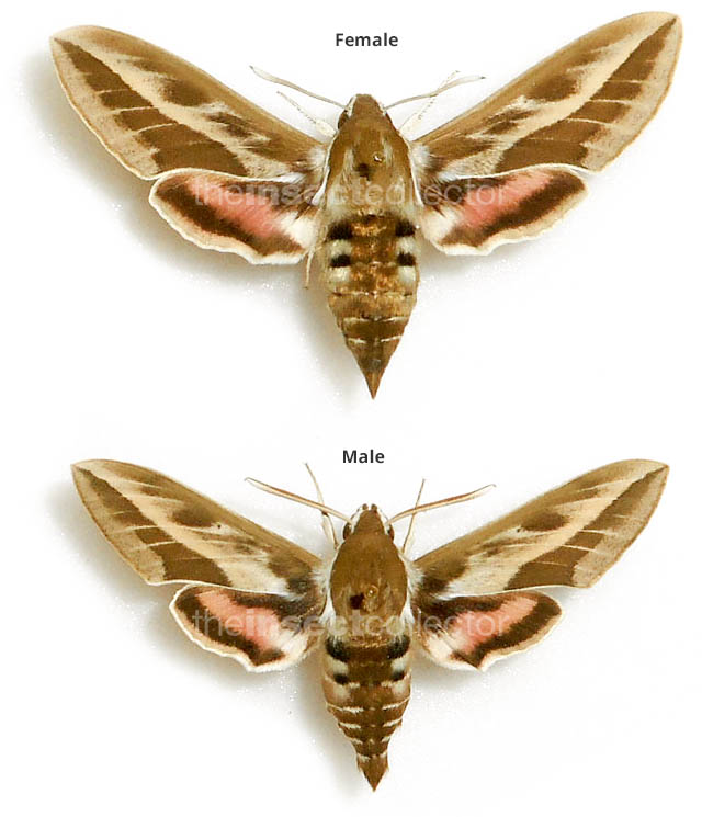 Hyles HYBRID livornica x H.euphorbiae