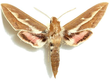 Hyles zygophylii 