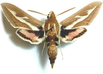 Hyles zygophylii 