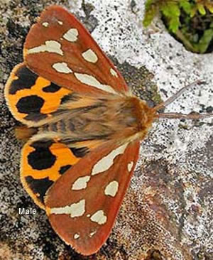 Hyphoraia aulica 